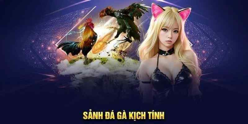 Đá gà Mỹ đa dạng trận đấu và sở hữu mức thưởng kếch xù